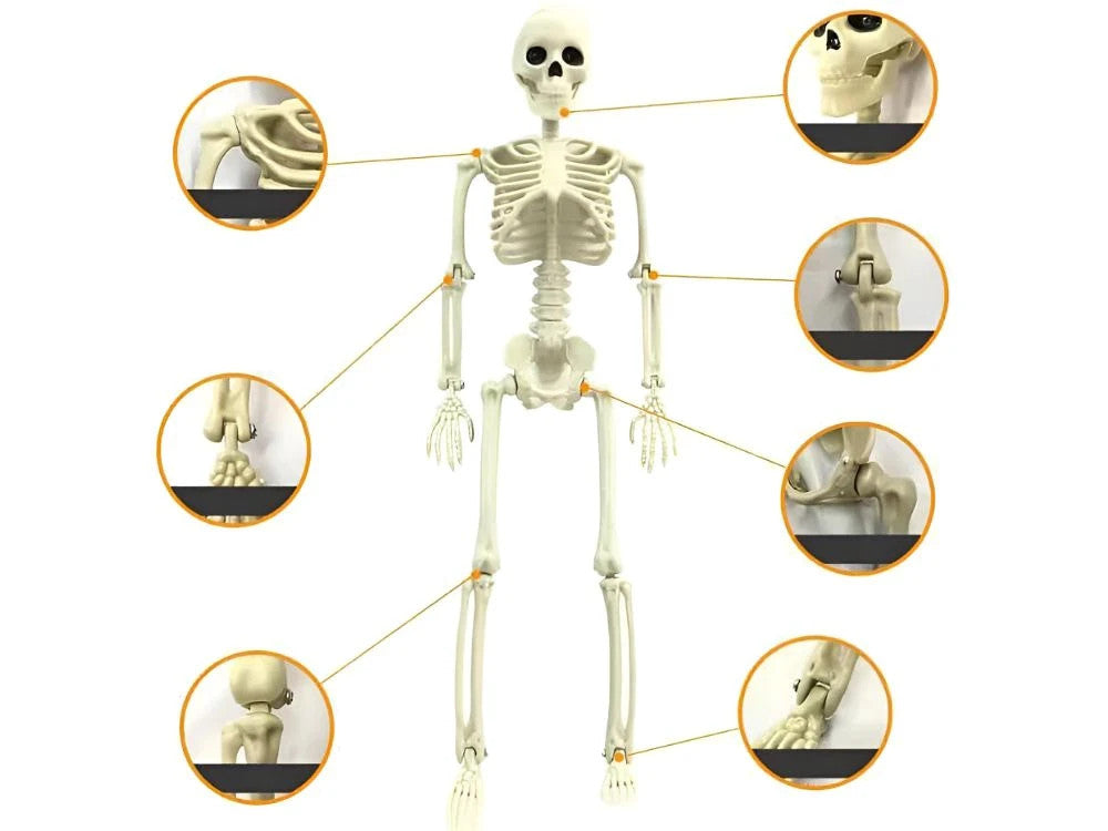 Halloween Deko 👻 Hängendes Menschliches Skelett 40cm Weiß Kunststoff 🎭  5900779956957